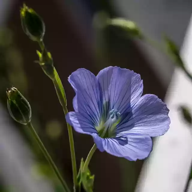 Free download flax flowers plant free picture to be edited with GIMP free online image editor