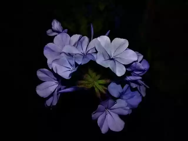 Free download Fleure Blue Petals -  free photo or picture to be edited with GIMP online image editor