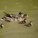 Flock of Brown Ducks  screen for extension Chrome web store in OffiDocs Chromium