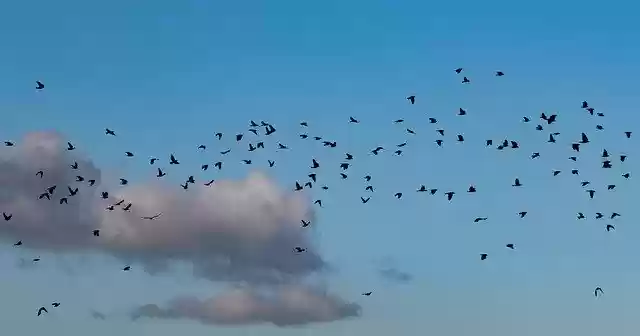 Free download Flock Of Crows In Flight -  free free photo or picture to be edited with GIMP online image editor