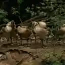 Flock of ducks on ground in green area  screen for extension Chrome web store in OffiDocs Chromium