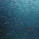 flock of sea fish  screen for extension Chrome web store in OffiDocs Chromium