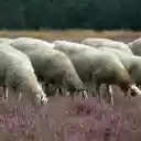 Flock of sheep THEME  screen for extension Chrome web store in OffiDocs Chromium Flock of sheep THEME  screen for extension Chrome web store in OffiDocs Chromium