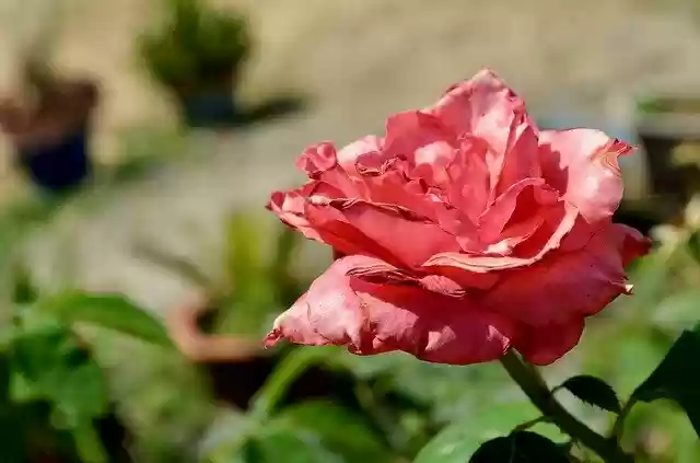 Free download Flora Flower Bloom -  free photo or picture to be edited with GIMP online image editor