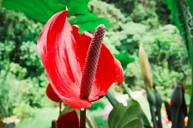 Free download Flora Flower Landscape -  free photo or picture to be edited with GIMP online image editor