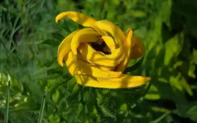 免费下载花卉自然风光图片 - 可使用 GIMP 在线图像编辑器进行编辑的免费照片或图片