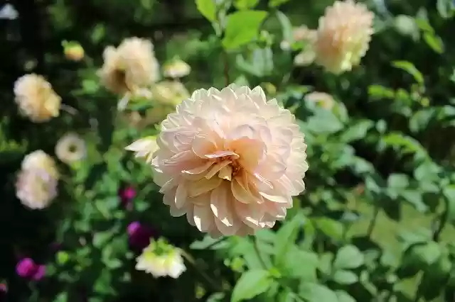 Free download Flora Nature Spring -  free free photo or picture to be edited with GIMP online image editor