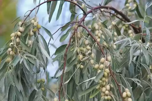 Free download Flora Tree Nature -  free photo or picture to be edited with GIMP online image editor