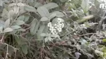 Free download Florecido. free photo or picture to be edited with GIMP online image editor