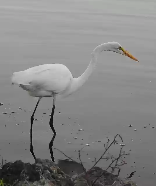 Free download Florida Birds Nature -  free photo or picture to be edited with GIMP online image editor