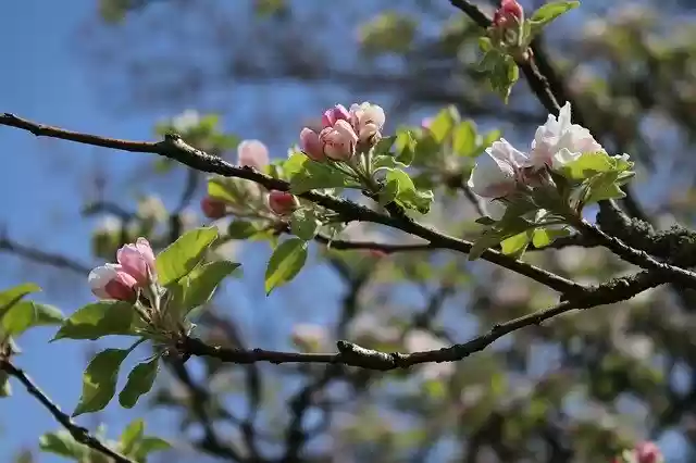 Free download Flourished Spring Nature -  free photo or picture to be edited with GIMP online image editor