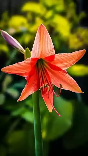 Free download flower amaryllis bloom blossom free picture to be edited with GIMP free online image editor