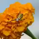 flower and spider  screen for extension Chrome web store in OffiDocs Chromium