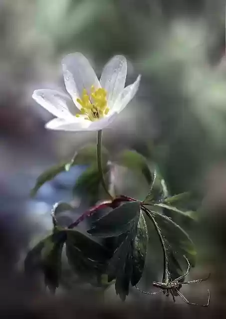 Free download flower anemone spring bokeh macro free picture to be edited with GIMP free online image editor
