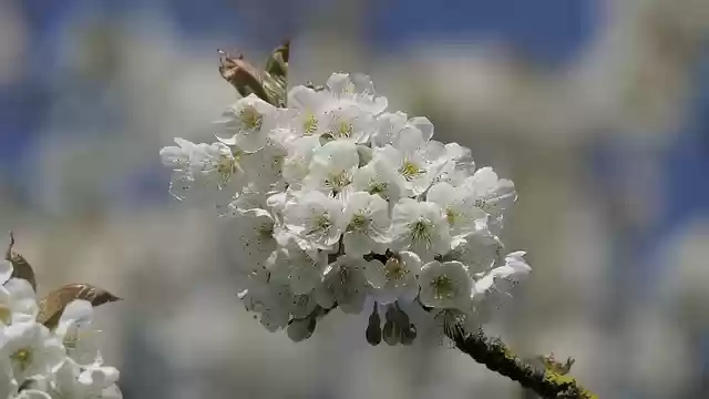 Free download flower apple white nature tree free picture to be edited with GIMP free online image editor