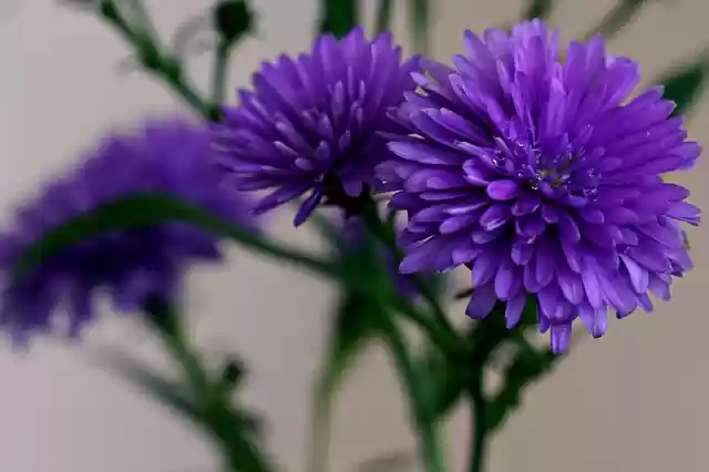 Free download flower aster flora nature free picture to be edited with GIMP free online image editor