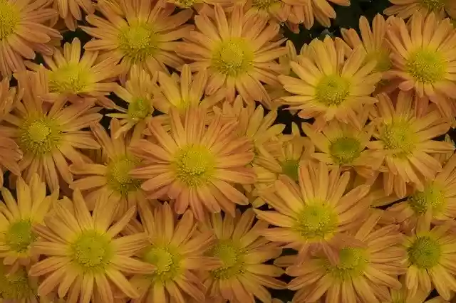 Free download Flower Autumn In The Fall -  free photo or picture to be edited with GIMP online image editor