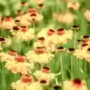 Flower beach  screen for extension Chrome web store in OffiDocs Chromium