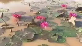 Free download Flower Beautiful Flowers Lily -  free video to be edited with OpenShot online video editor