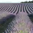 Flower bed  screen for extension Chrome web store in OffiDocs Chromium