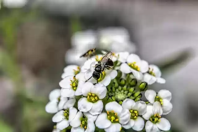 Free download flower bee insect alyssum nature free picture to be edited with GIMP free online image editor