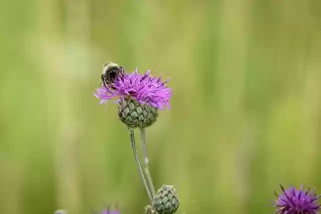 Free download flower bee pollination insect free picture to be edited with GIMP free online image editor