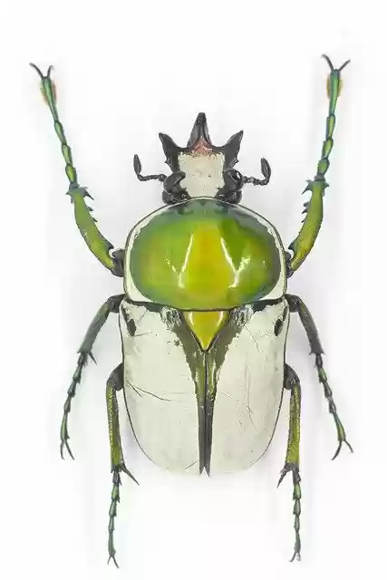 Free download flower beetle beetle bugs bug free picture to be edited with GIMP free online image editor