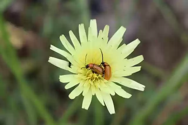 Free download flower beetle cardinal beetle free picture to be edited with GIMP free online image editor