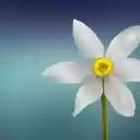 Flower behind the petals  screen for extension Chrome web store in OffiDocs Chromium