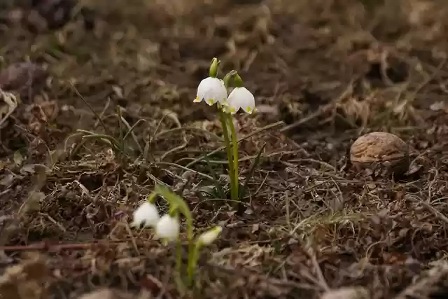 Free download flower bells soil green nature free picture to be edited with GIMP free online image editor