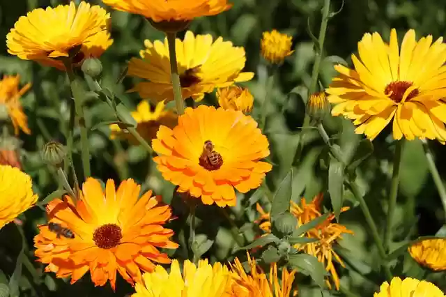 Free download flower bi flowers garden bumblebee free picture to be edited with GIMP free online image editor