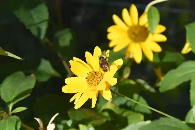 Free download Flower Bloom Bee -  free photo or picture to be edited with GIMP online image editor