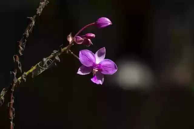 Free download flower bloom blossom nature growth free picture to be edited with GIMP free online image editor