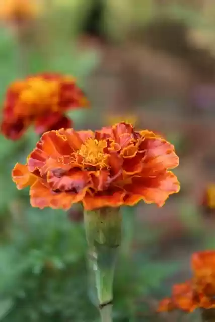 Free download flower bloom blossom plant petals free picture to be edited with GIMP free online image editor