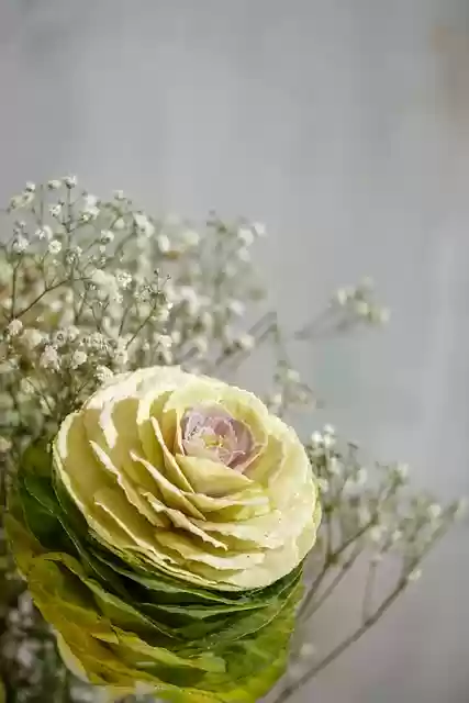Free download flower bloom botany blossom plant free picture to be edited with GIMP free online image editor