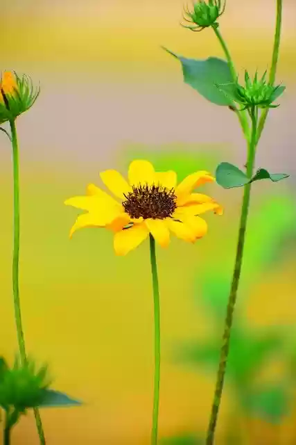 Free download flower bloom botany nature blossom free picture to be edited with GIMP free online image editor