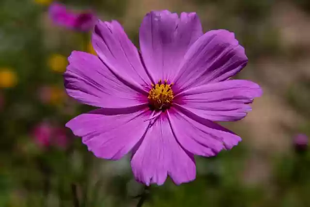 Free download flower bloom purple closeup flora free picture to be edited with GIMP free online image editor