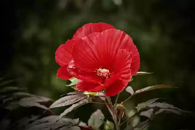 Free download flower bloom red flower petals free picture to be edited with GIMP free online image editor