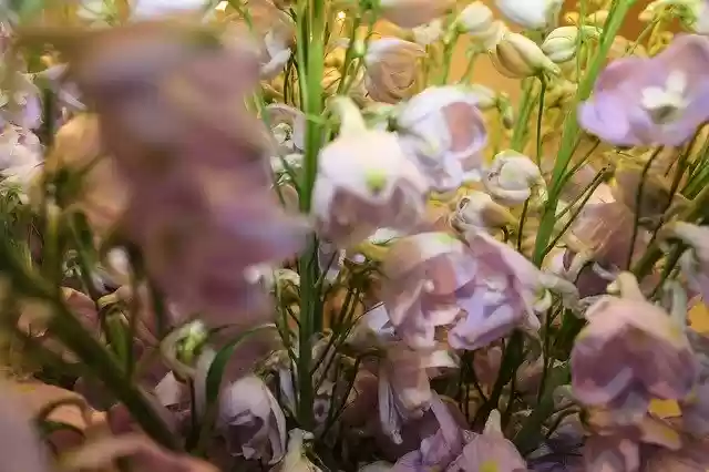 Free download Flower Blossom -  free photo or picture to be edited with GIMP online image editor