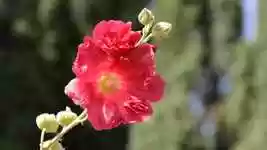 Free download Flower Blossom Bloom -  free photo or picture to be edited with GIMP online image editor