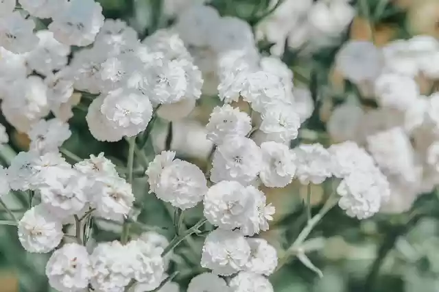 Free download flower blossom bloom botany nature free picture to be edited with GIMP free online image editor