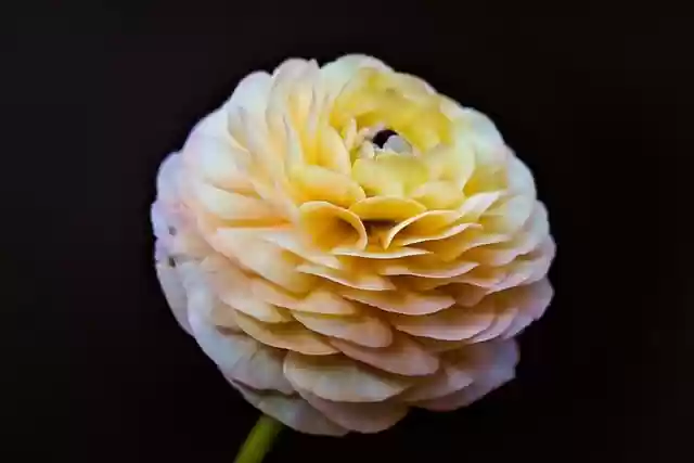 Free download flower blossom bloom buttercup free picture to be edited with GIMP free online image editor