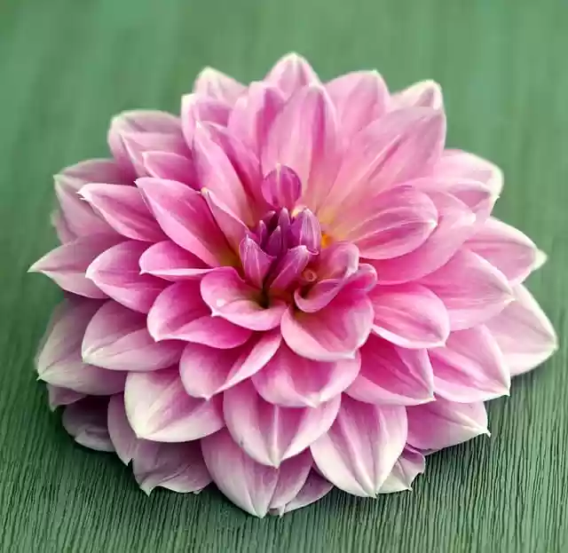 Free download flower blossom bloom petals dahlia free picture to be edited with GIMP free online image editor