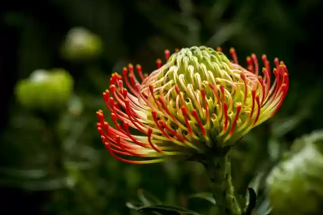 Free download flower blossoming blooming exotic free picture to be edited with GIMP free online image editor