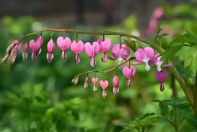 Free download flower blossom pink nature free picture to be edited with GIMP free online image editor