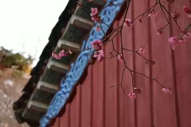 Free download Flower Blossom Seoul South -  free photo or picture to be edited with GIMP online image editor
