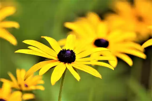 Free download flower blossoms yellow free picture to be edited with GIMP free online image editor