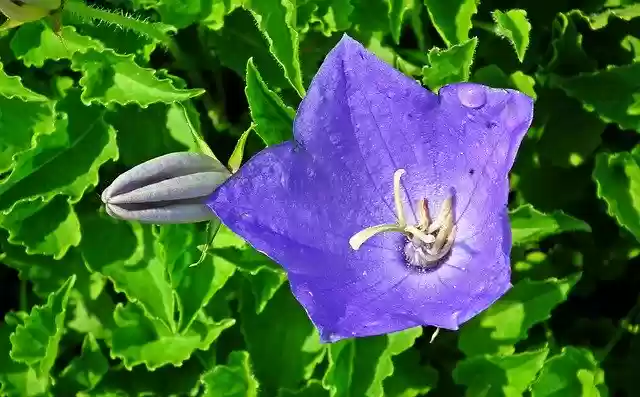 Free download Flower Blue Closeup -  free photo or picture to be edited with GIMP online image editor
