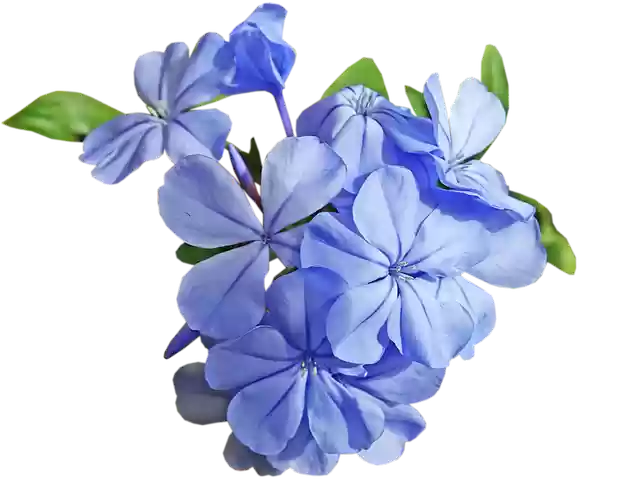 Free download Flower Blue Plumbago Cut -  free free photo or picture to be edited with GIMP online image editor