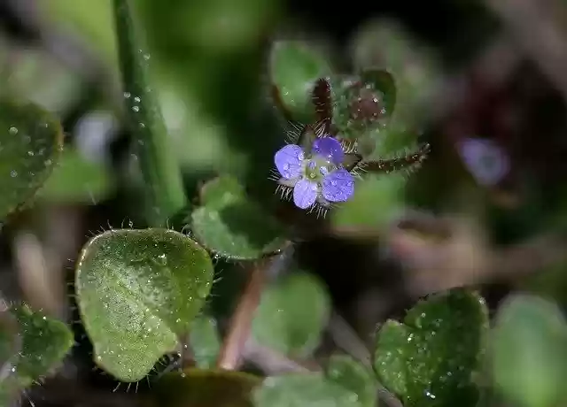 Free download Flower Blue Violet -  free photo or picture to be edited with GIMP online image editor